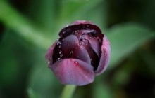 Black tulip wallpaper - Tulips