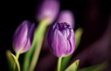 Purple tulips wallpapers - Tulips