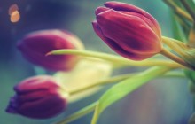 Picture of tulip flowers - Tulips