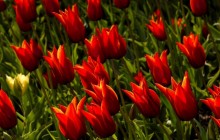 Lily flowered tulips wallpaper - Tulips
