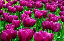 Purple tulips image - Tulips