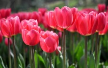 Pink tulips image - Tulips
