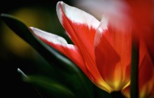Red tulip flower wallpaper - Tulips