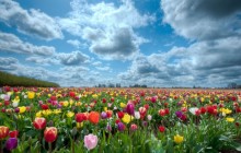Colorful tulips field and clouds wallpaper - Tulips