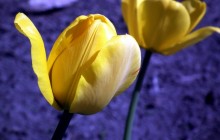 Yellow tulips flowers wallpaper - Tulips
