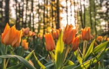 Orange tulips wallpaper - Tulips
