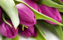 purple tulip flower wallpaper - Tulips