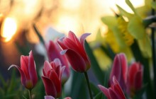Beautiful tulips wallpaper - Tulips