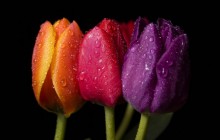 Colorful tulips wallpaper - Tulips