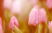 Pink tulip wallpaper - Tulips