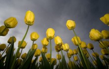 Tulips in the sky wallpaper - Tulips