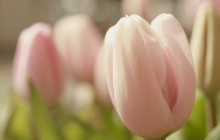 Nice light tulips wallpaper - Tulips