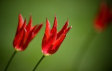 Dwarf tulips wallpaper - Tulips