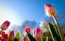 Pink tulips and sunny sky - Tulips