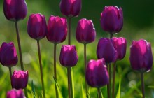 Purple tulip flowers - Tulips