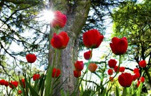 Tulips and sun wallpaper - Tulips