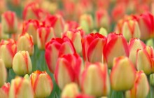 Hybrid tulips flowers - Tulips