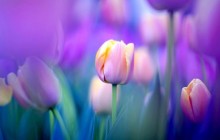 Gentle purple tulips wallpaper - Tulips