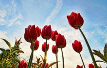 Tulips in blue sky wallpaper - Tulips