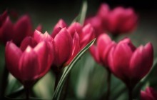 Most beautiful red tulips - Tulips