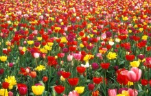 Colorful tulip garden wallpaper - Tulips