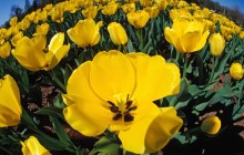 Yellow tulips wallpaper - Tulips