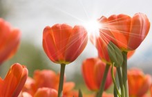 Orange tulips and sun wallpaper - Tulips