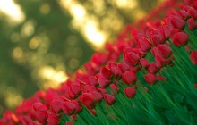 Red tulips images - Tulips