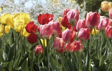 Tulips photo - Tulips