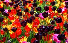 Multicolored tulips flowers wallpaper - Tulips