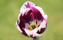 Purple and white tulip wallpaper - Tulips