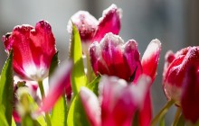 Fresh tulips wallpaper - Tulips