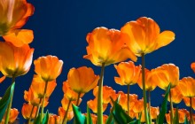 Orange tulips and clear sky wallpaper - Tulips
