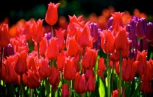 Amazing tulips wallpaper - Tulips