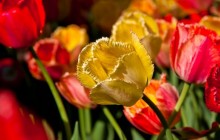 Parrot tulip flowers - Tulips
