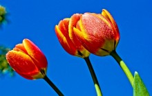 Tulips and blue sky wallpaper - Tulips
