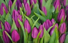 Purple tulips buds wallpaper - Tulips