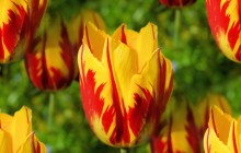 Red-yellow tulips wallpaper - Tulips