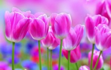 Gentle pink tulips wallpaper - Tulips
