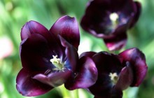 Dark purple tulips wallpaper - Tulips