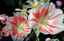 Best tulips wallpaper - Tulips
