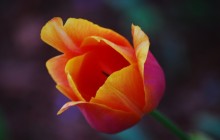 Blooming tulip wallpaper - Tulips