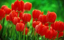 Red tulips - Tulips