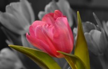 A tulip flower wallpaper - Tulips