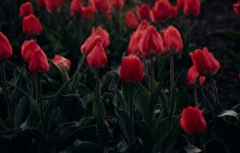 Tulips image - Tulips