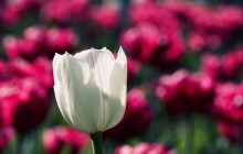 White tulip image - Tulips