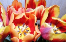 Blooming tulips wallpaper - Tulips