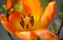 Orange tulip macro wallpaper - Tulips
