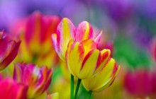 Pink and yellow tulips wallpaper - Tulips