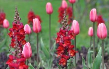 Pink tulips photo - Tulips